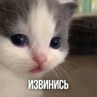 🥺 ИЗВИНИСЬ ลูกแมว, น่ารัก, ขอโทษ, แมว, สัตว์, มีม telegram sticker