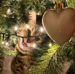 🤩 cat, christmas tree, pet, animal, kitten, holiday, ornament, cute telegram sticker