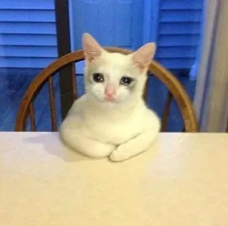 😩 gato, triste, llorando, animal, blanco telegram sticker