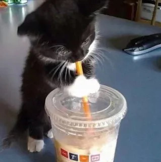 🧃 chat, chaton, boisson, paille, boisson, animal, animal de compagnie whatsapp sticker