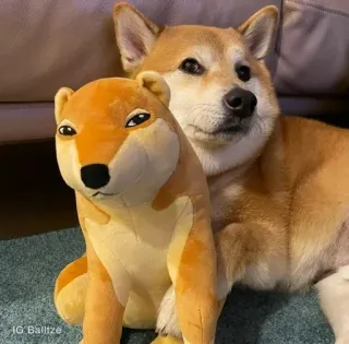 ❤️ IG Balltze dog, shiba inu, plushie, pet, animal telegram sticker