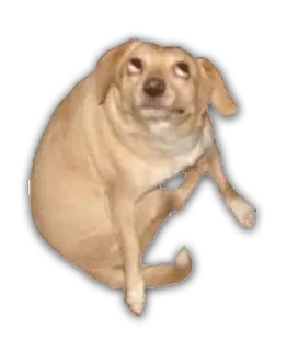 👀 dog, meme, funny, animal, pet, cute telegram sticker