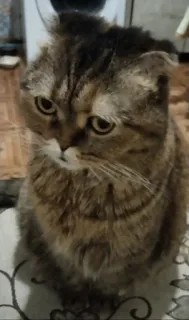 🤨 gato, animal de estimação, animal, gato doméstico, felino telegram sticker