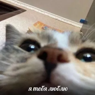 ❤️ я тебя люблю 고양이, 사랑, 애완동물, 동물, 러시아 telegram sticker