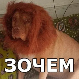 ✳️ ЗОЧЕМ dog, lion, pet, animal, funny whatsapp sticker