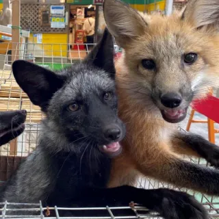 🦊 whatsapp sticker