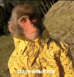 💫 задумчивый пон monyet, pisang, pakaian, kera, binatang telegram sticker