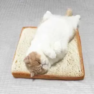 🐈 gatto, pane, animale, cibo, carino, animale domestico, sonno whatsapp sticker