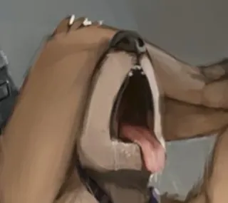 🙈 Hund, Tier, erschöpft, heiß, Zunge, Cartoon, digitale Kunst telegram sticker