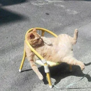 👣 cat, chair, animal, funny, relaxing, pet, orange cat telegram sticker