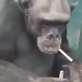 🚬 Affe, Schimpanse, Zigarette, Tier, Primaten whatsapp sticker