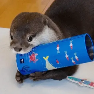 🥺 2+ loutre, animal, mignon, mammifère, joueur, nature telegram sticker