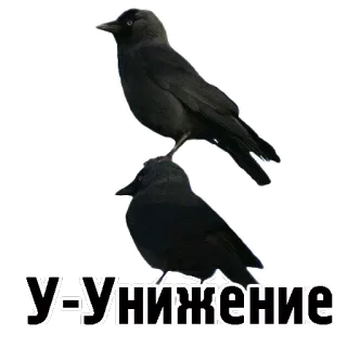 😩 У=УНИЖЕНИЕ uccelli, corvo, testo, russo, insulto, battuta telegram sticker