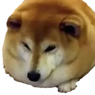 😌 doge, dog, shiba inu, meme, funny, animal telegram sticker