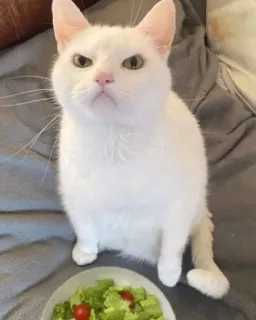 🥗 gato, gato blanco, ensalada, enfadado, mascota, animal telegram sticker
