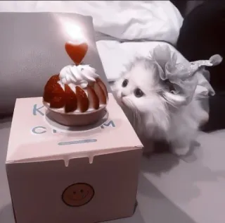 🥠 Katze, Geburtstag, Kuchen, Haustier, Tier, Kätzchen telegram sticker