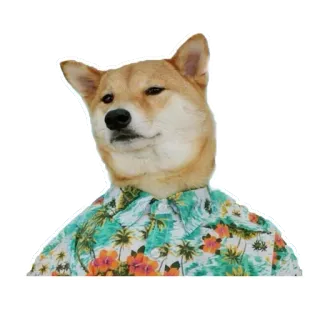 😐 собака, шиба ину, животное, питомец, гавайская рубашка, лето telegram sticker