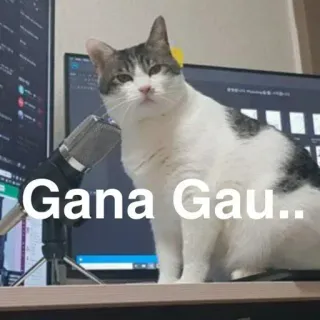 🎤 Gana Gau.. cat, meme, funny, pet, animal telegram sticker