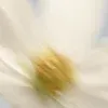 🌷