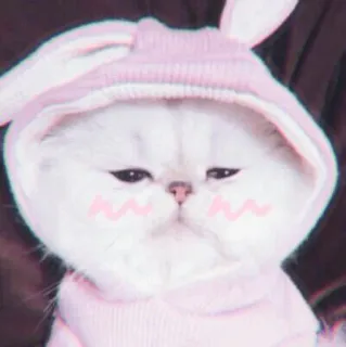 🍓 gato, animal, gatito, mascota, conejo, lindo, sudadera con capucha, rosa, orejas telegram sticker