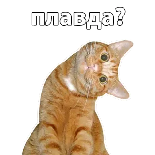 ☺ правда? cat, question, orange, animal, sticker, pet, cute, meme whatsapp sticker