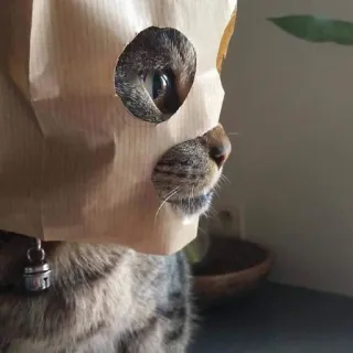 😈 gatto, sacchetto di carta, animale, divertente, animale domestico, animale domestico, carino telegram sticker