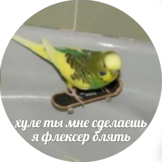🤠 хуле ты мне сделаешь я флексер блять vogel, skateboard, dier, meme, parkiet telegram sticker