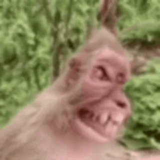 🌟 macaco, animal, primata, vida selvagem, natureza, mamífero, macaco telegram sticker