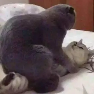 💓 gatti, animali, domestici, animali domestici telegram sticker