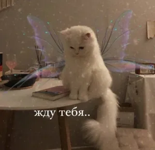 😔 жду тебя.. 猫, 妖精, 待機, 動物, ペット, 白, 翼 telegram sticker