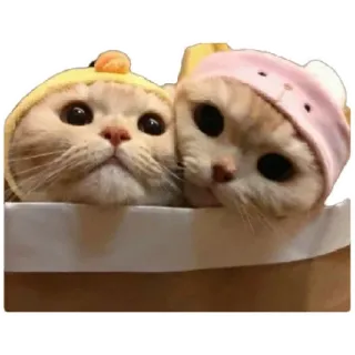 😸 cat, kitten, cute, animal, pet, hat telegram sticker