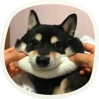 ☺️ Сиба Ину, собака, питомец, милый, животное, домашнее животное telegram sticker