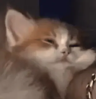 💤 Katze, Kätzchen, süß, Haustier, Tier telegram sticker