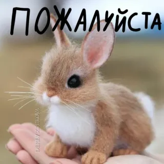 🐰 ПОЖАЛУЙСТА lapin, mignon, animal, demande, s'il vous plaît whatsapp sticker