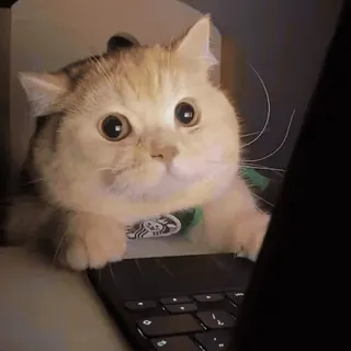 🏵 gato, laptop, fofo, animal, animal de estimação, gato doméstico telegram sticker