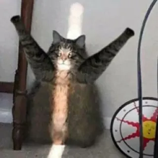 🤷‍♂️ cat Dark Souls telegram sticker