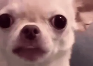 👹 Chihuahua telegram sticker