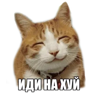 ☺️ ИДИ НА ХУЙ gato, ofensivo, sticker, ruso, texto whatsapp sticker