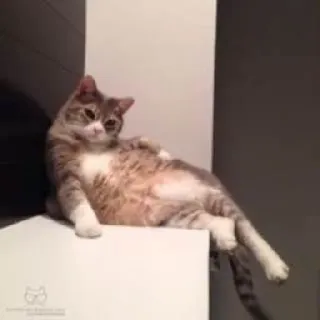 🤤 кот, животное, домашнее животное, домашнее животное, милый, кошачий, ленивый telegram sticker