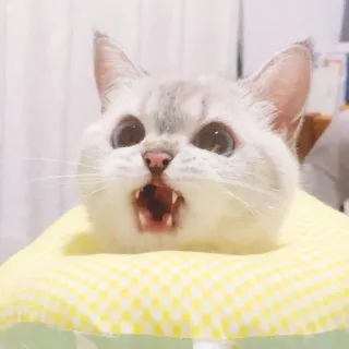 🧸 gatto, gattino, carino, animale, animale domestico telegram sticker