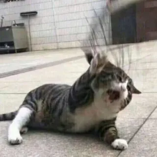 🪐 cat, funny, animal, kitten, pet, domestic cat, whiskers telegram sticker