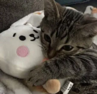 🤗 고양이, 새끼 고양이, 귀여운, 동물, 애완 동물, 봉제 인형 telegram sticker