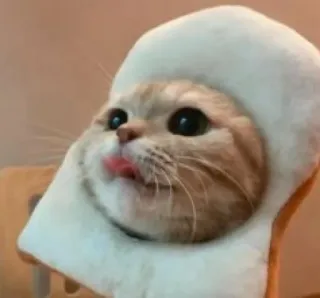 😺 gato, pão, língua, animal, animal de estimação whatsapp sticker