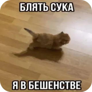 🐱 БЛЯТЬ СУКА
Я В БЕШЕНСТВЕ chaton, gros mots russe, offensant, chat, en colère, mème telegram sticker
