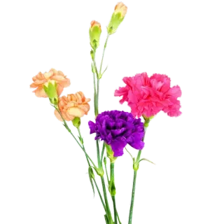 💐 ดอกไม้, ดอกคาร์เนชั่น, ช่อดอกไม้, ดอกไม้, ธรรมชาติ, พืช telegram sticker