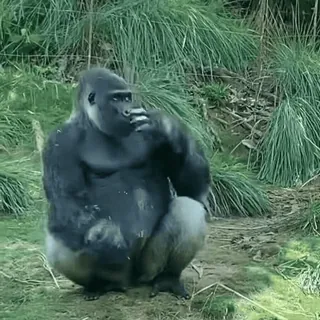 🦍 gorilla, animal, primate, wildlife, nature, eating telegram sticker