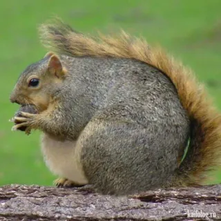 🐿 squirrel, animal, rodent, nature, wildlife telegram sticker