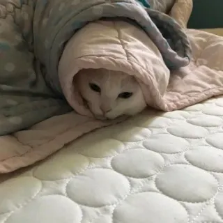 🌯 猫, 动物, 宠物, 毯子, 可爱, 白猫 telegram sticker