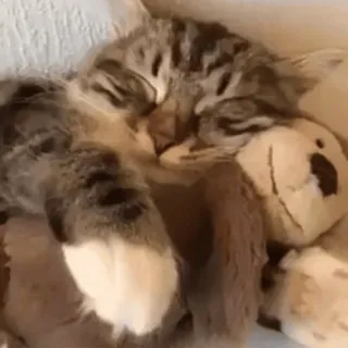 😴 cat, sleeping, teddy bear, pet, animal, cute whatsapp sticker