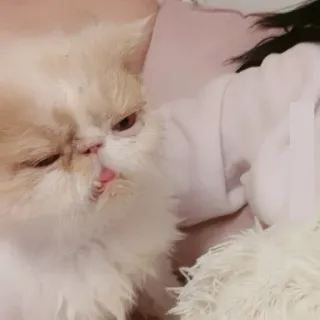 😕 cat, animal, pet, cute, domestic cat, persian cat telegram sticker
